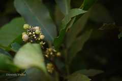 Glycosmis pentaphylla